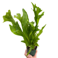 Fern 'Green Flame' - Holiday Corner