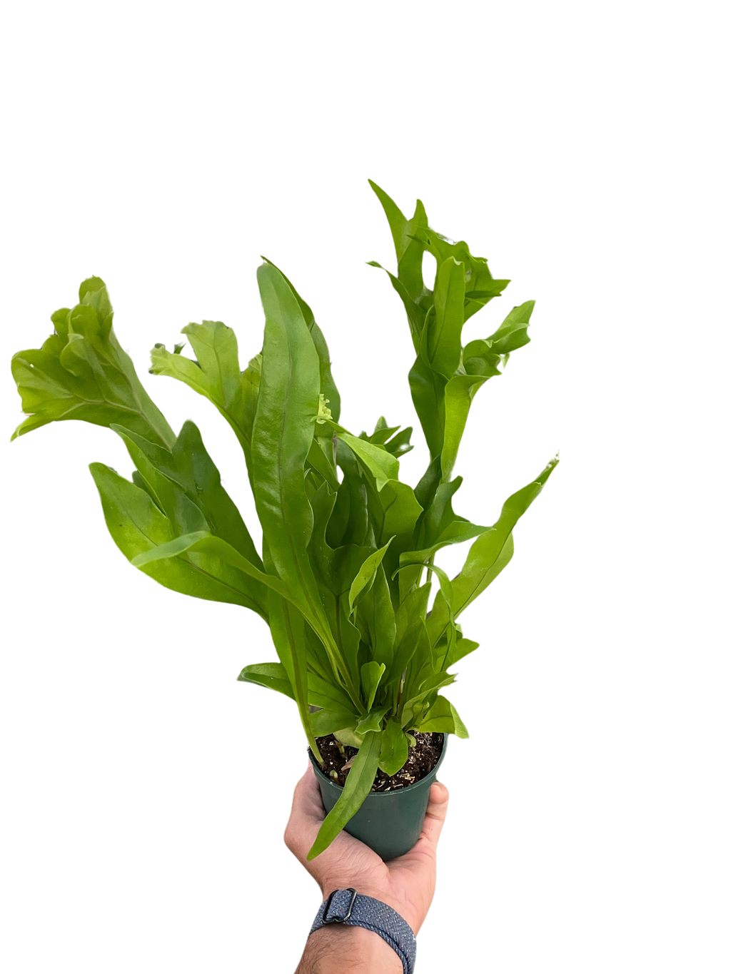 Fern 'Green Flame' - Holiday Corner
