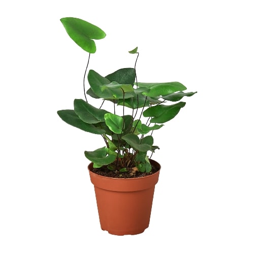 Fern 'Heart' - Holiday Corner