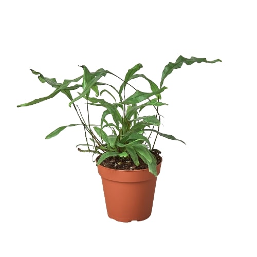 Fern 'Kangaroo Paw' - Holiday Corner
