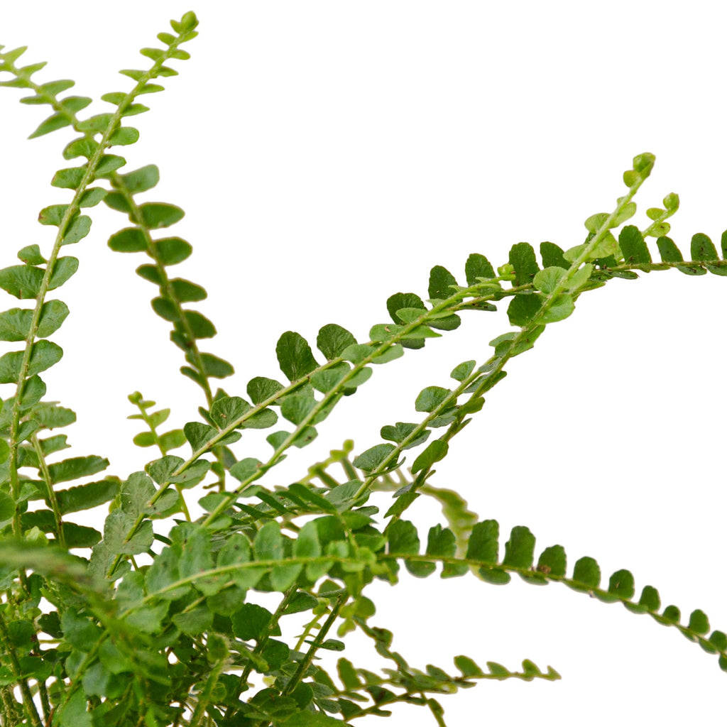 Fern 'Lemon Button' - Holiday Corner