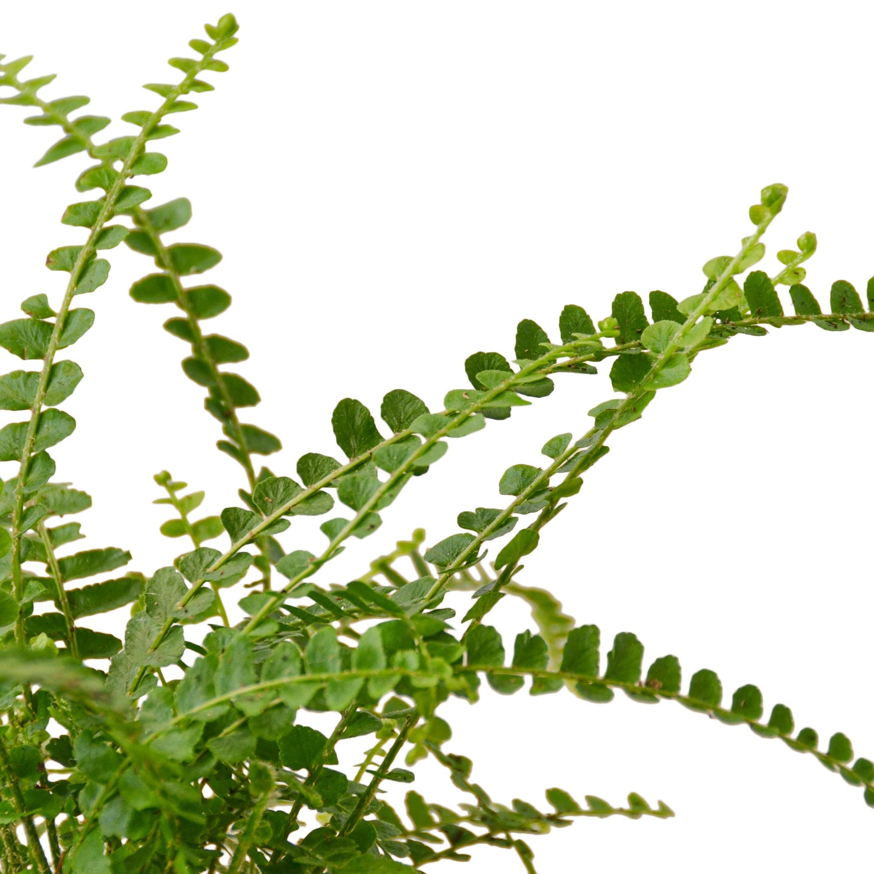 Fern 'Lemon Button' - Holiday Corner