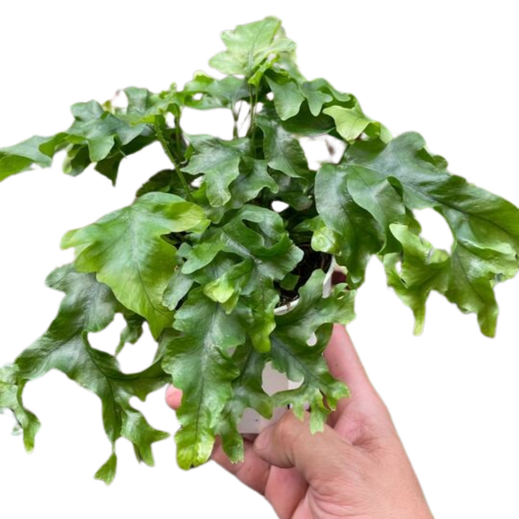 Fern 'Nicolas Diamond' - Holiday Corner