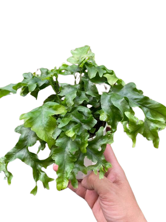 Fern 'Nicolas Diamond' - Holiday Corner
