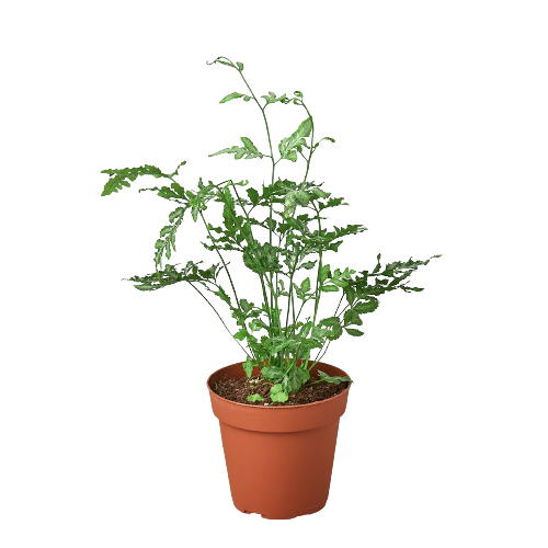 Fern 'Silver Lace' - Holiday Corner
