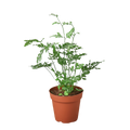 Fern 'Silver Lace' - Holiday Corner