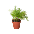 Fern 'Sprengeri' - Holiday Corner