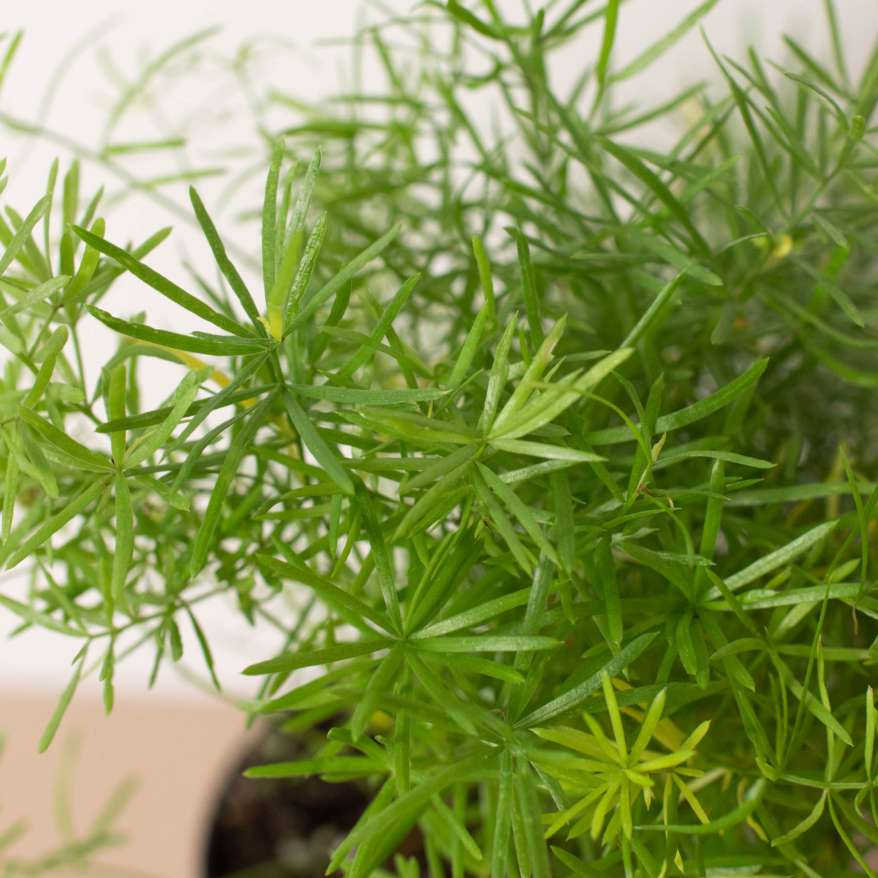 Fern 'Sprengeri' - Holiday Corner