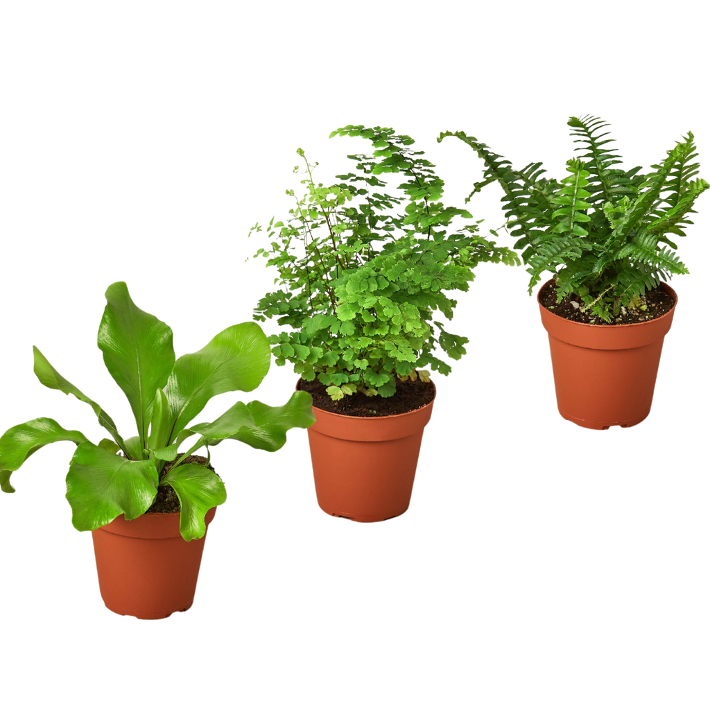 3 Fern Variety Pack - Live Plants - FREE Care Guide - 4" Pot - House Plant - Holiday Corner