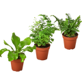3 Fern Variety Pack - Live Plants - FREE Care Guide - 4" Pot - House Plant - Holiday Corner