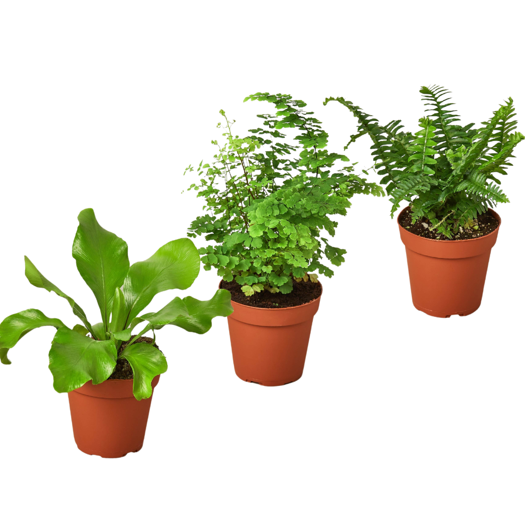 3 Fern Variety Pack - Live Plants - FREE Care Guide - 4" Pot - House Plant - Holiday Corner