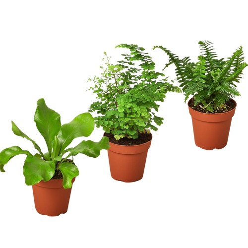 3 Fern Variety Pack - Live Plants - FREE Care Guide - 4" Pot - House Plant - Holiday Corner