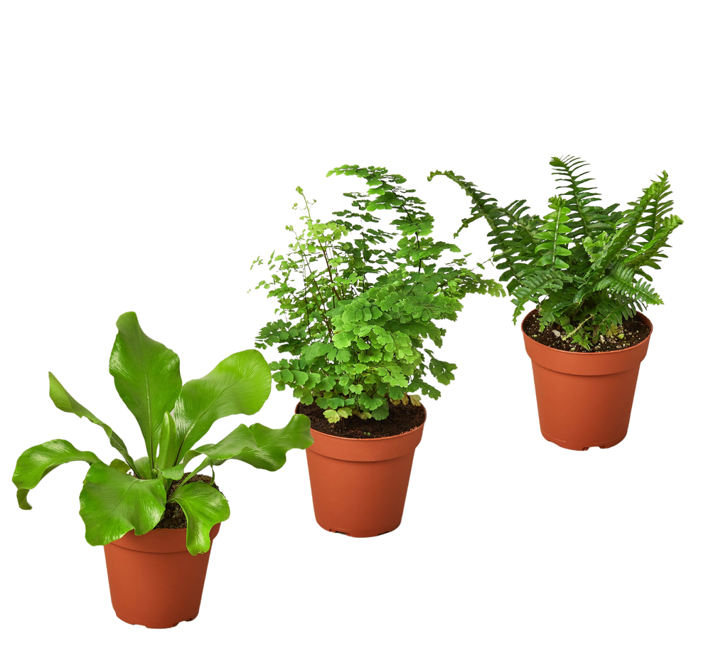 3 Fern Variety Pack - Live Plants - FREE Care Guide - 4" Pot - House Plant - Holiday Corner