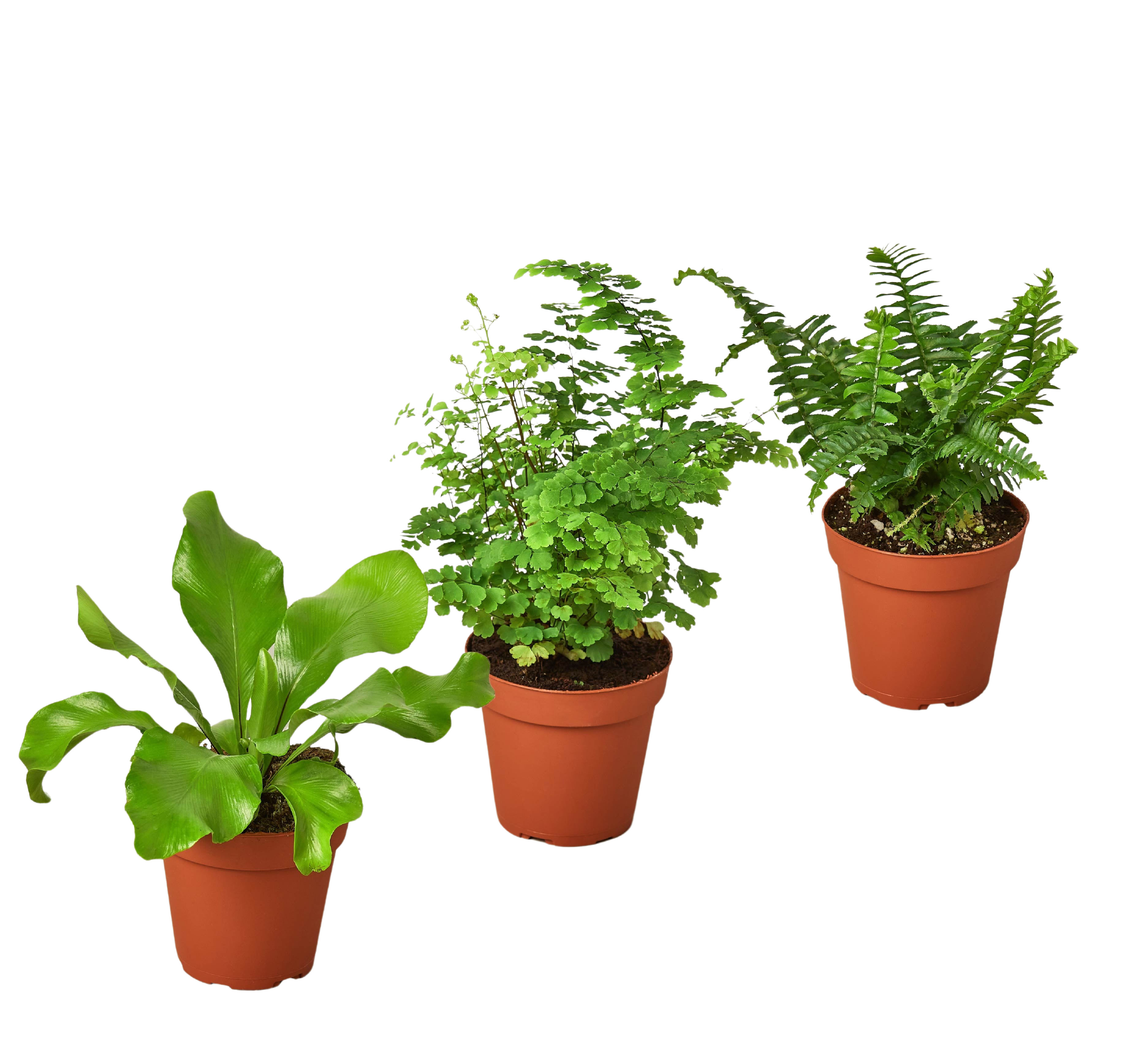 3 Fern Variety Pack - Live Plants - FREE Care Guide - 4" Pot - House Plant - Holiday Corner