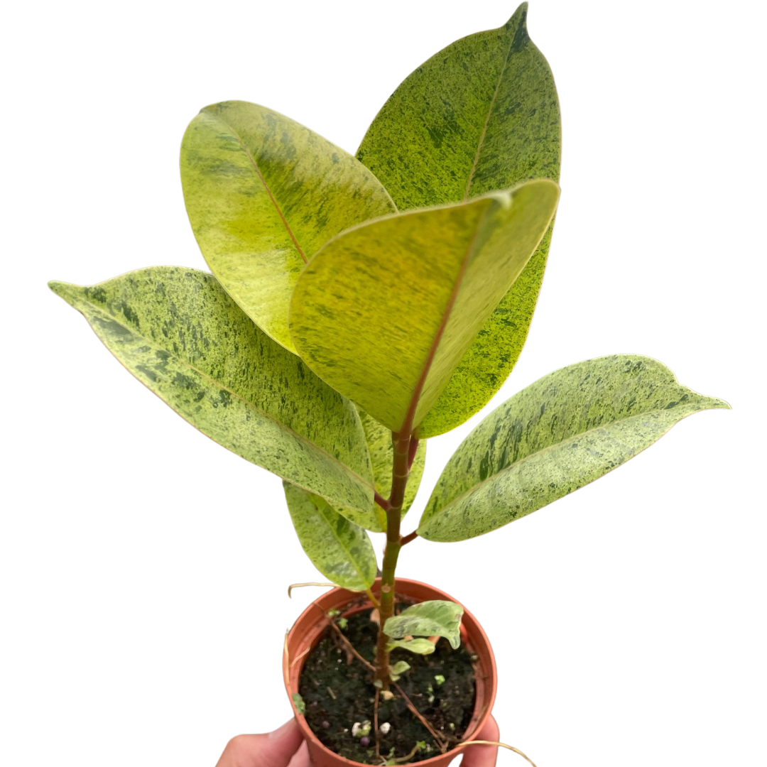 Ficus 'shivereana' (Moonshine) - Holiday Corner