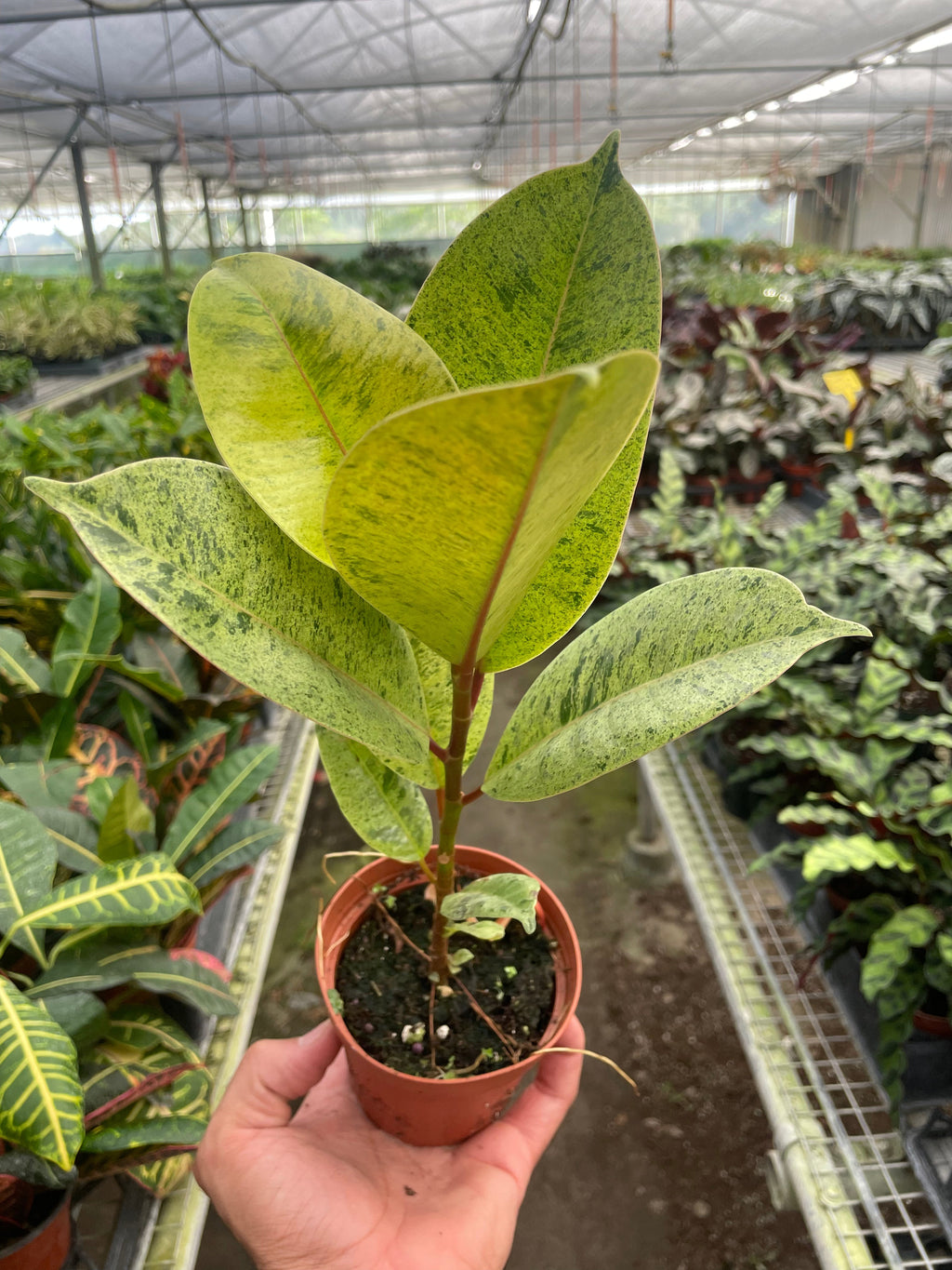 Ficus 'shivereana' (Moonshine) - Holiday Corner