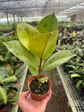 Ficus 'shivereana' (Moonshine) - Holiday Corner