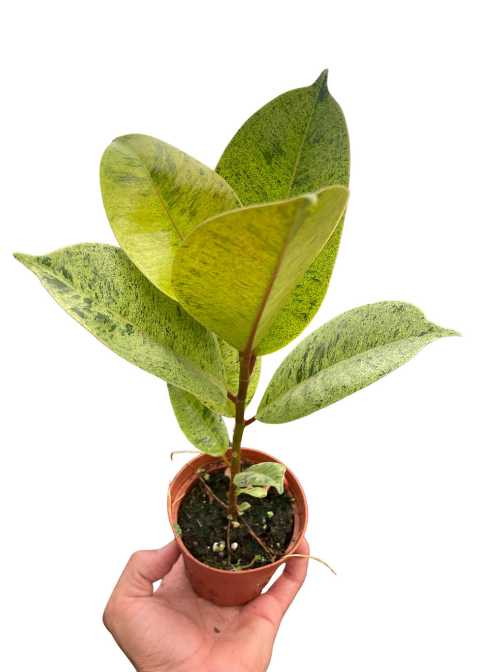 Ficus 'shivereana' (Moonshine) - Holiday Corner