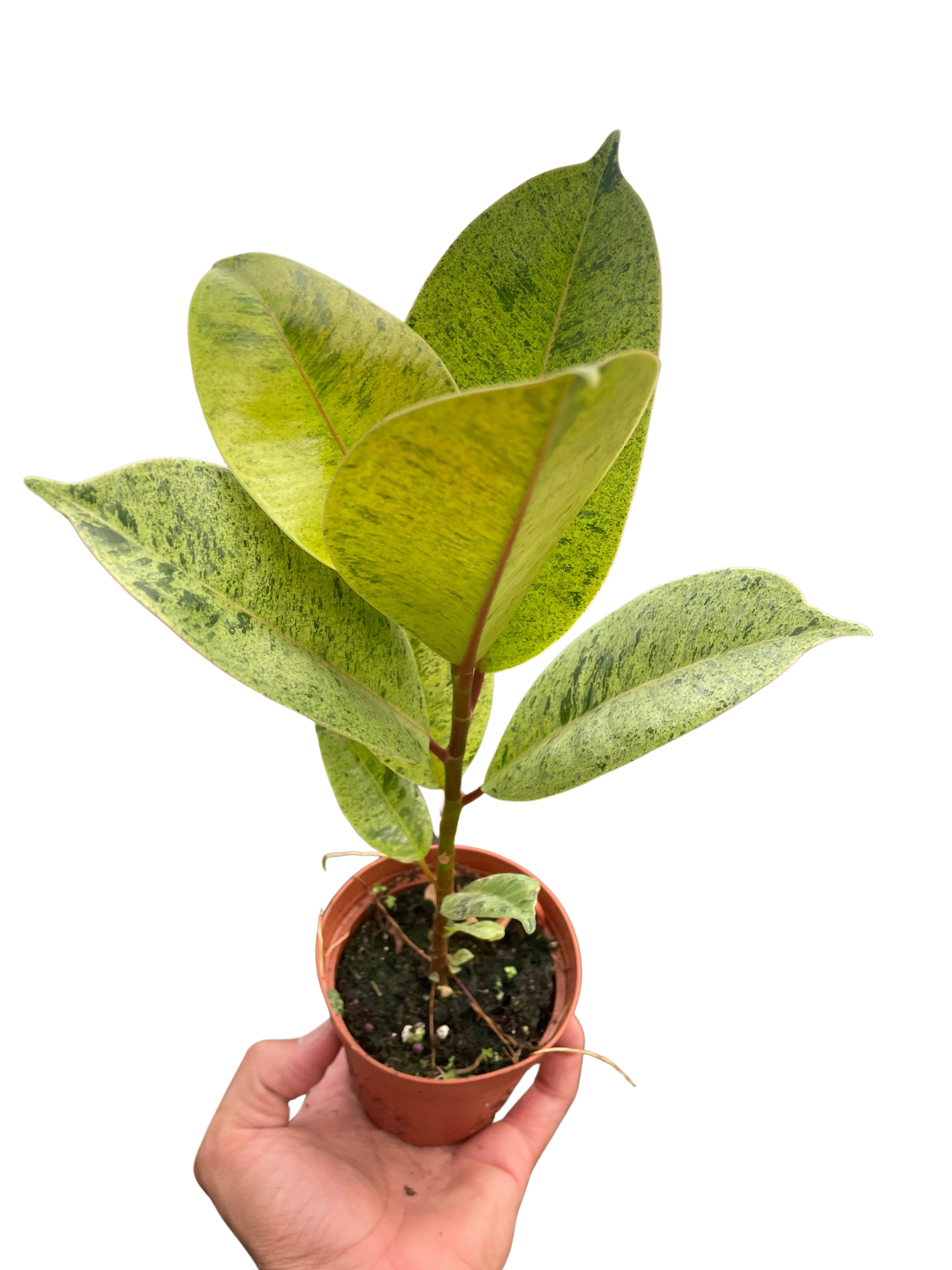 Ficus 'shivereana' (Moonshine) - Holiday Corner