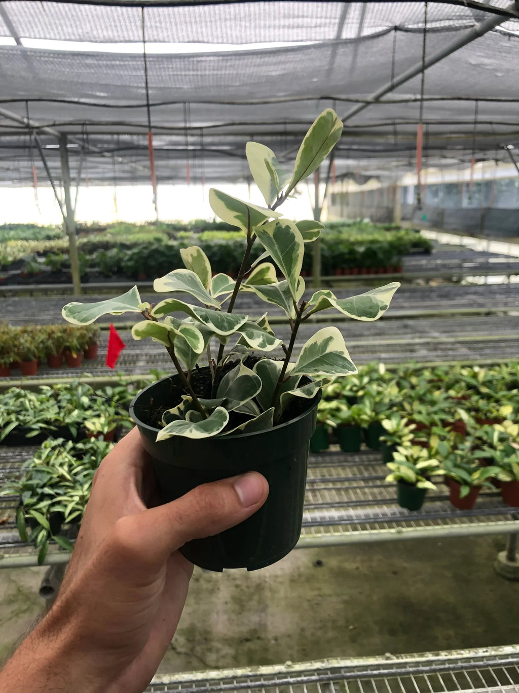 Ficus Elastica 'Triangularis' Variegated - Holiday Corner