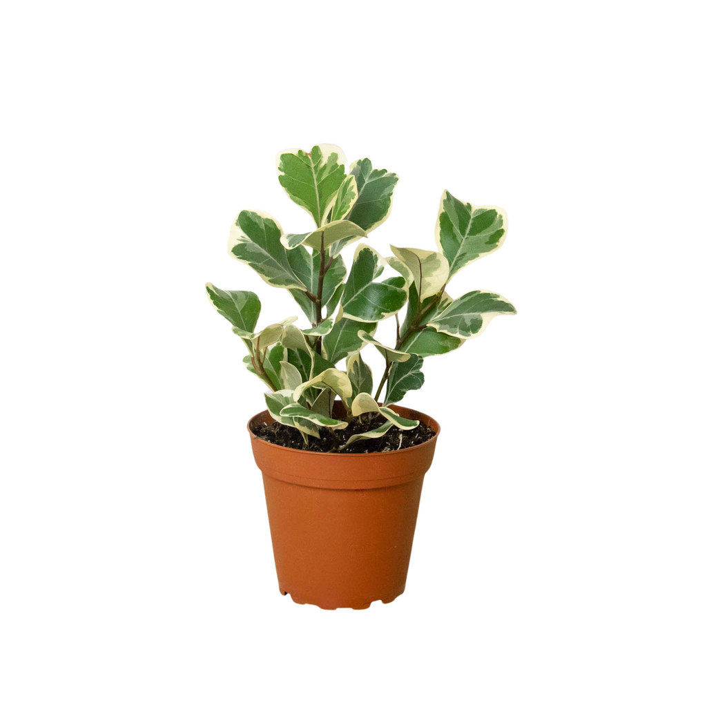 Ficus Elastica 'Triangularis' Variegated - Holiday Corner