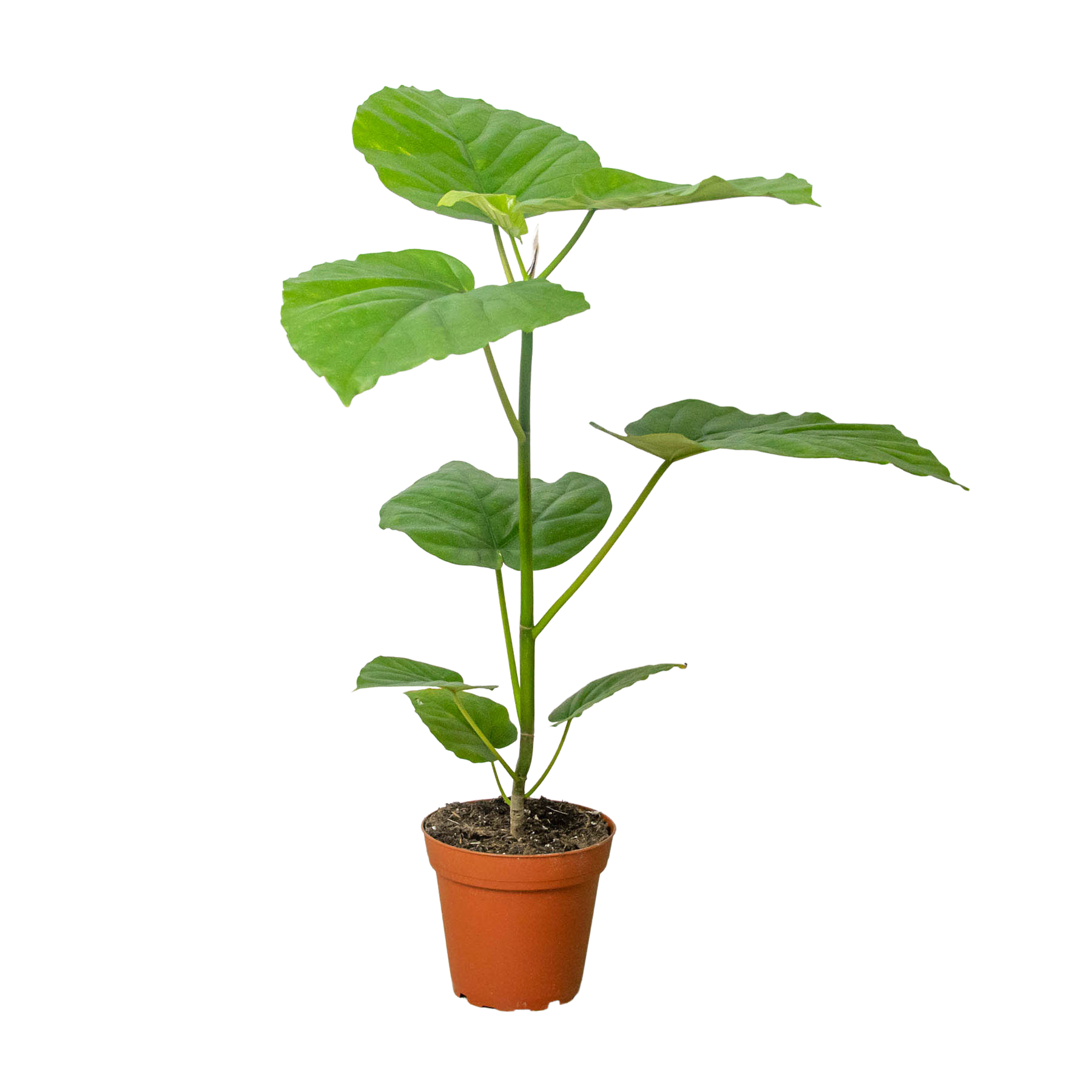 Ficus 'Umbellata' - Holiday Corner