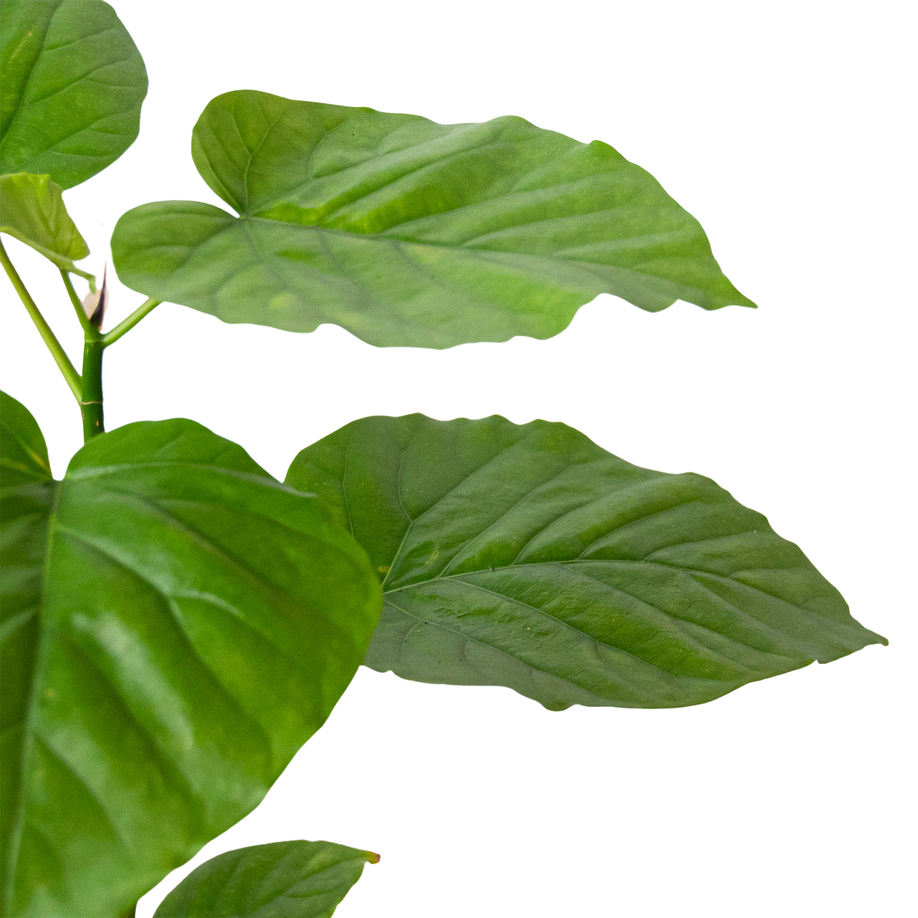 Ficus 'Umbellata' - Holiday Corner