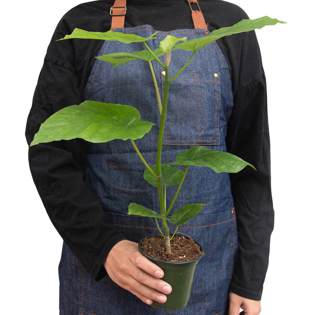 Ficus 'Umbellata' - Holiday Corner