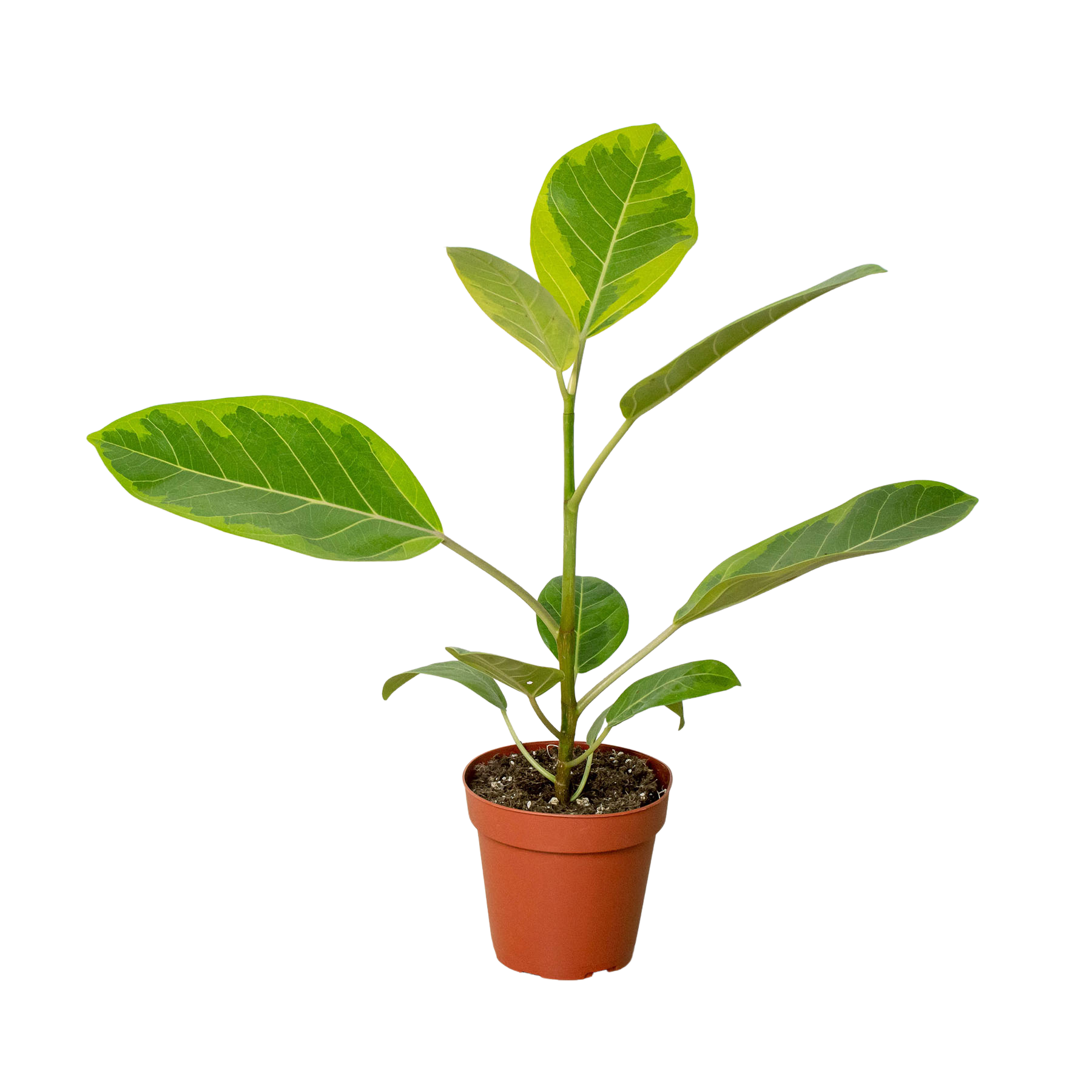 Ficus Altissima 'Yellow Gem' - Holiday Corner