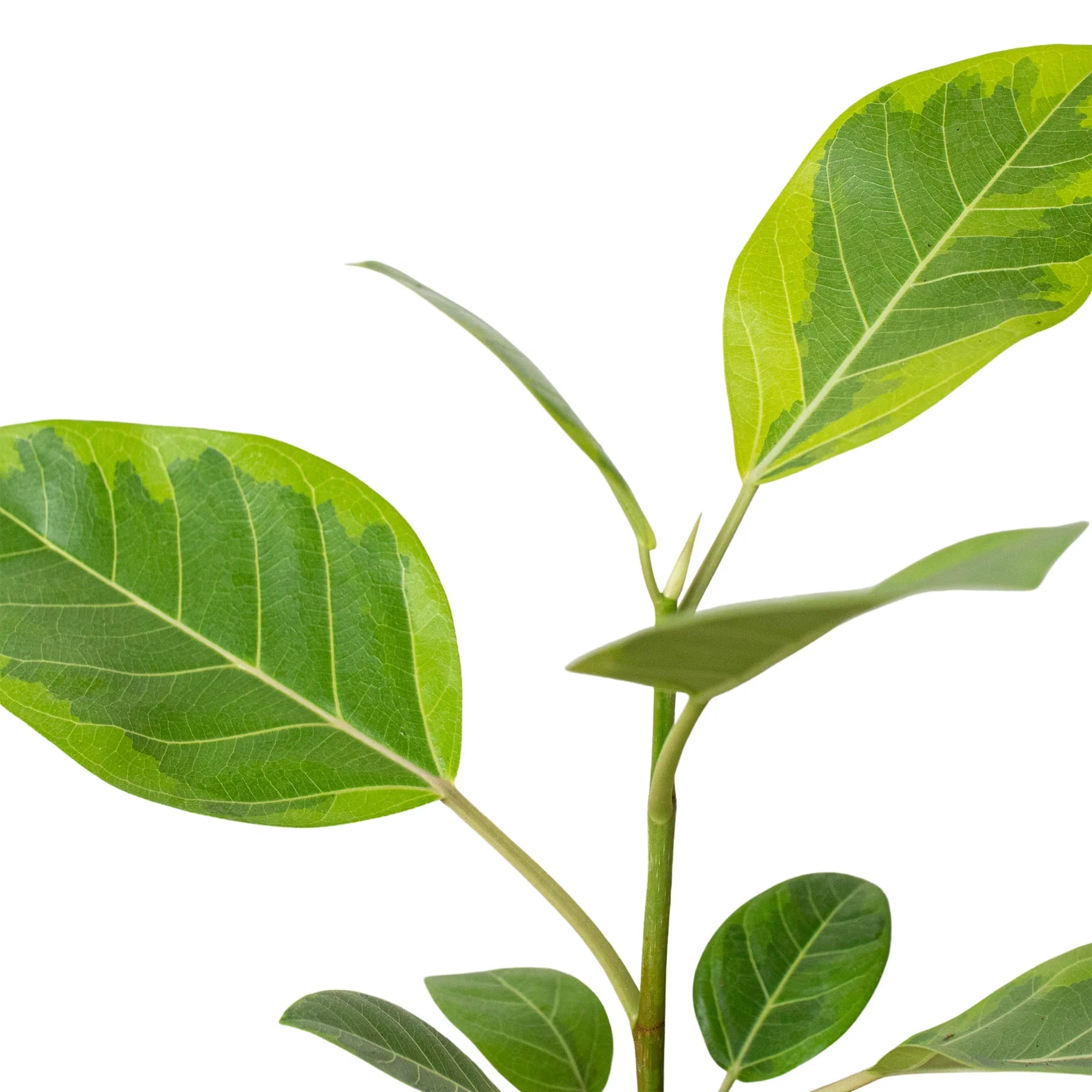 Ficus Altissima 'Yellow Gem' - Holiday Corner