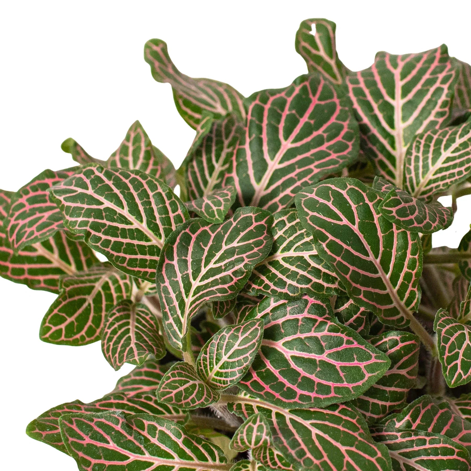 Fittonia 'Pink' - Holiday Corner