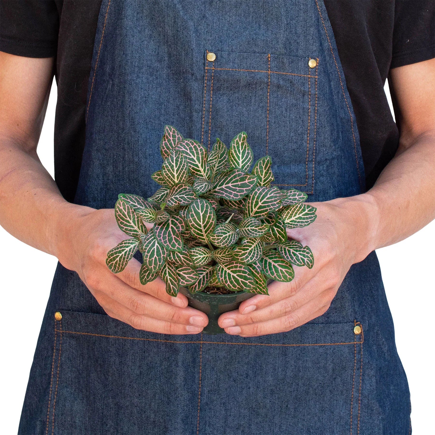 Fittonia 'Pink' - Holiday Corner