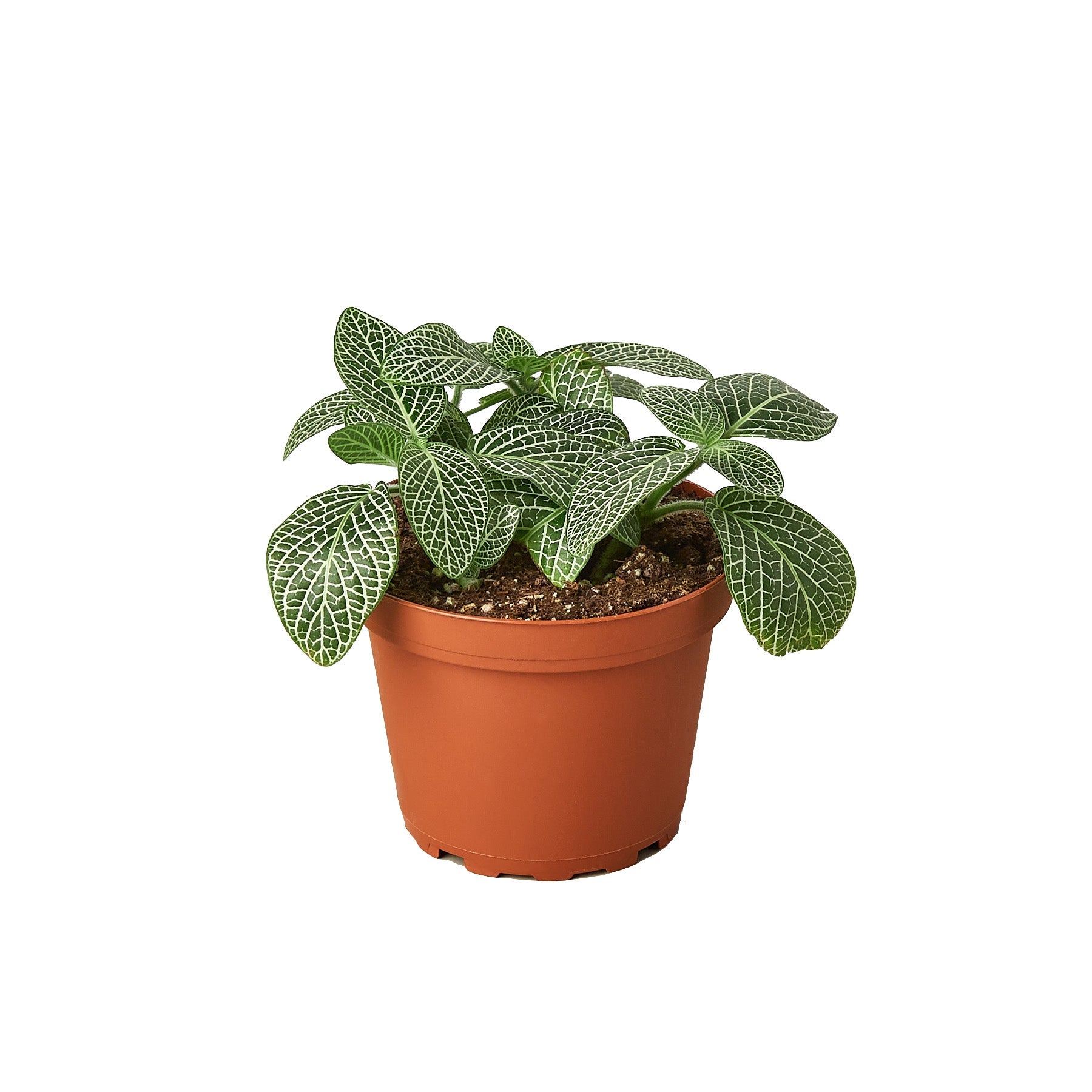 Fittonia 'White Nerve Plant' - Holiday Corner