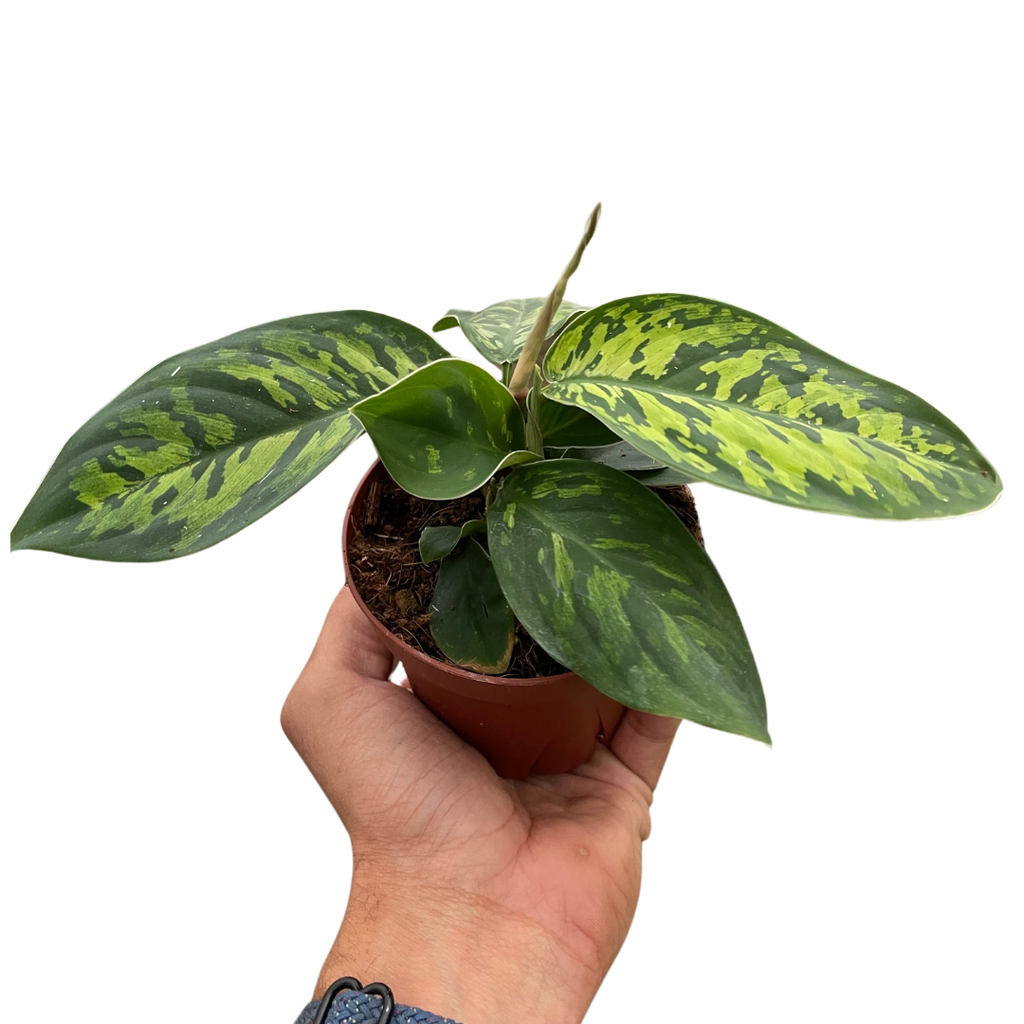Homalomena 'Camouflage' - Holiday Corner