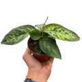 Homalomena 'Camouflage' - Holiday Corner