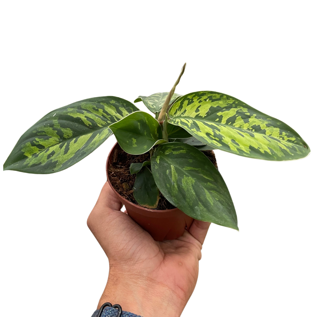 Homalomena 'Camouflage' - Holiday Corner