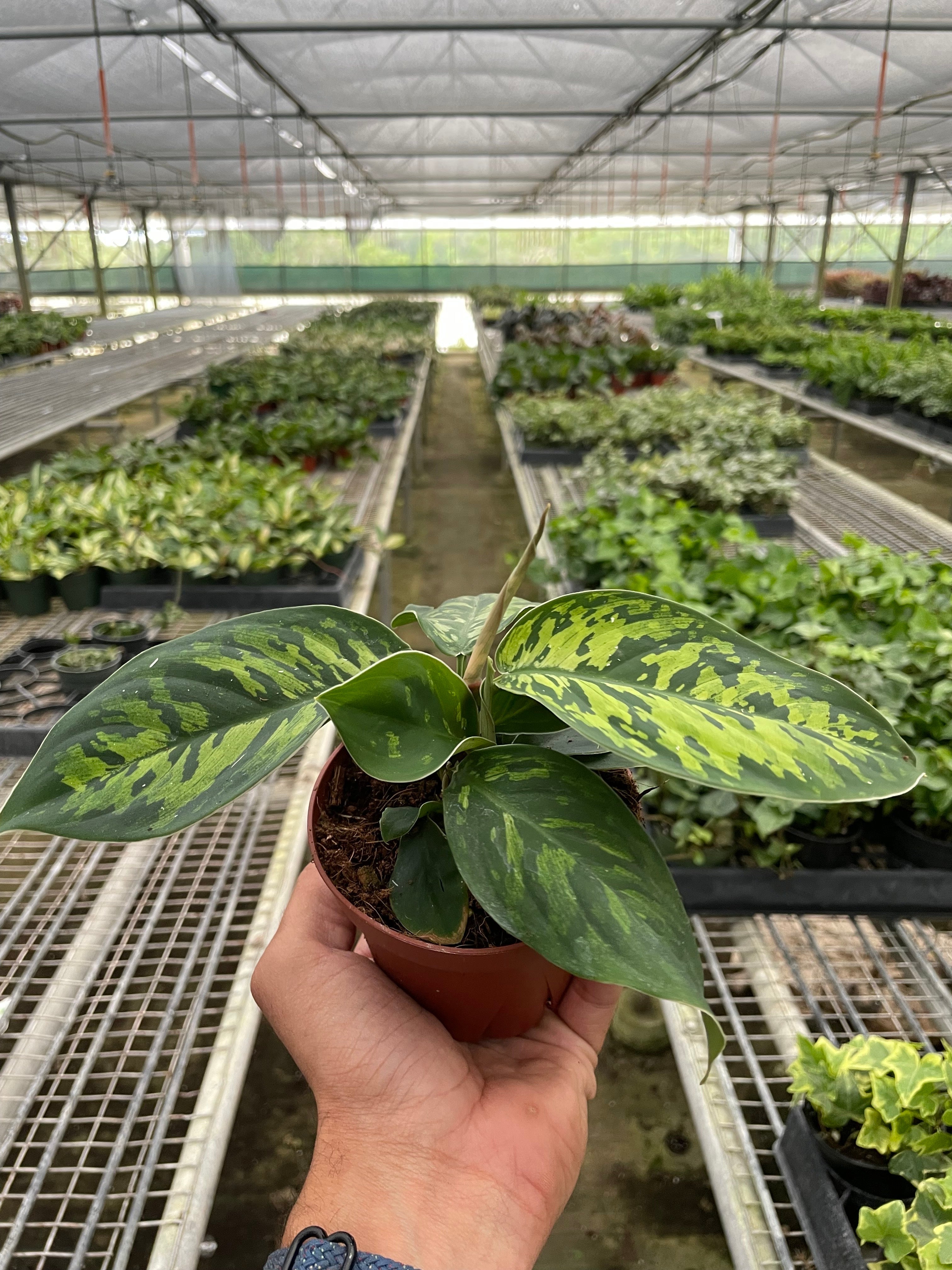 Homalomena 'Camouflage' - Holiday Corner