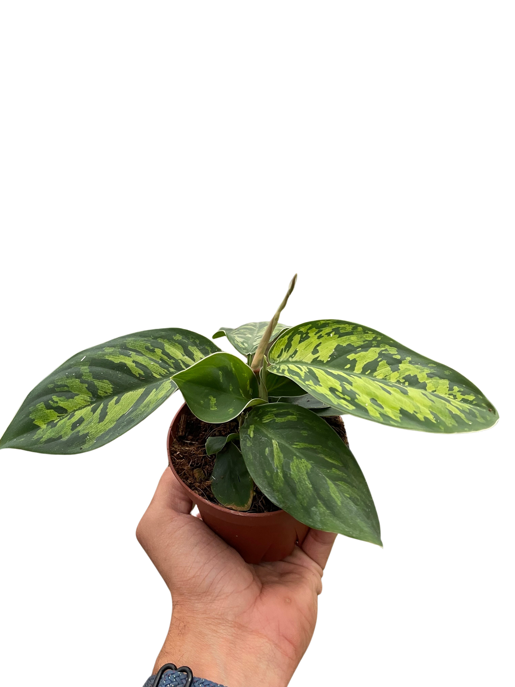 Homalomena 'Camouflage' - Holiday Corner