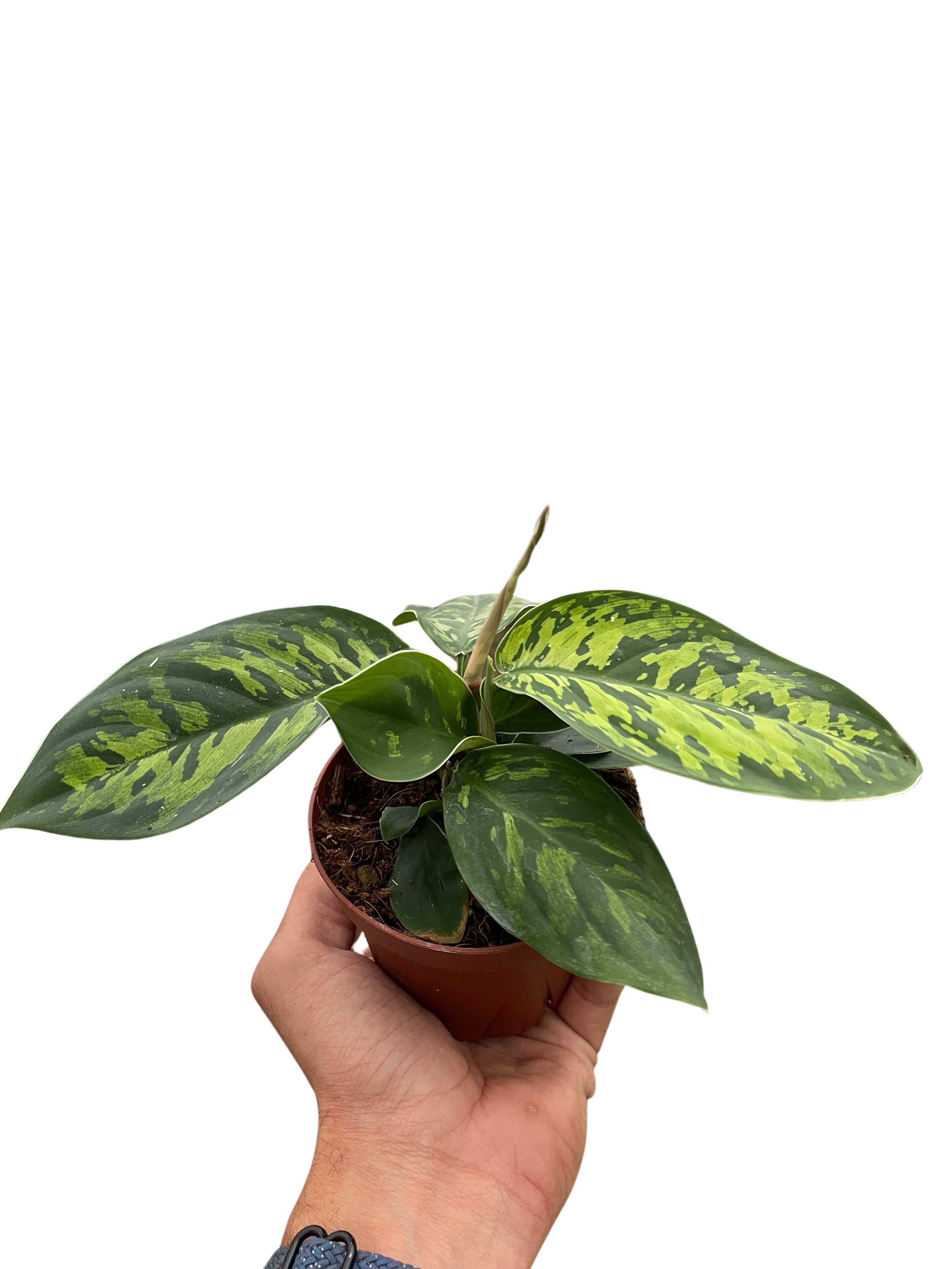 Homalomena 'Camouflage' - Holiday Corner