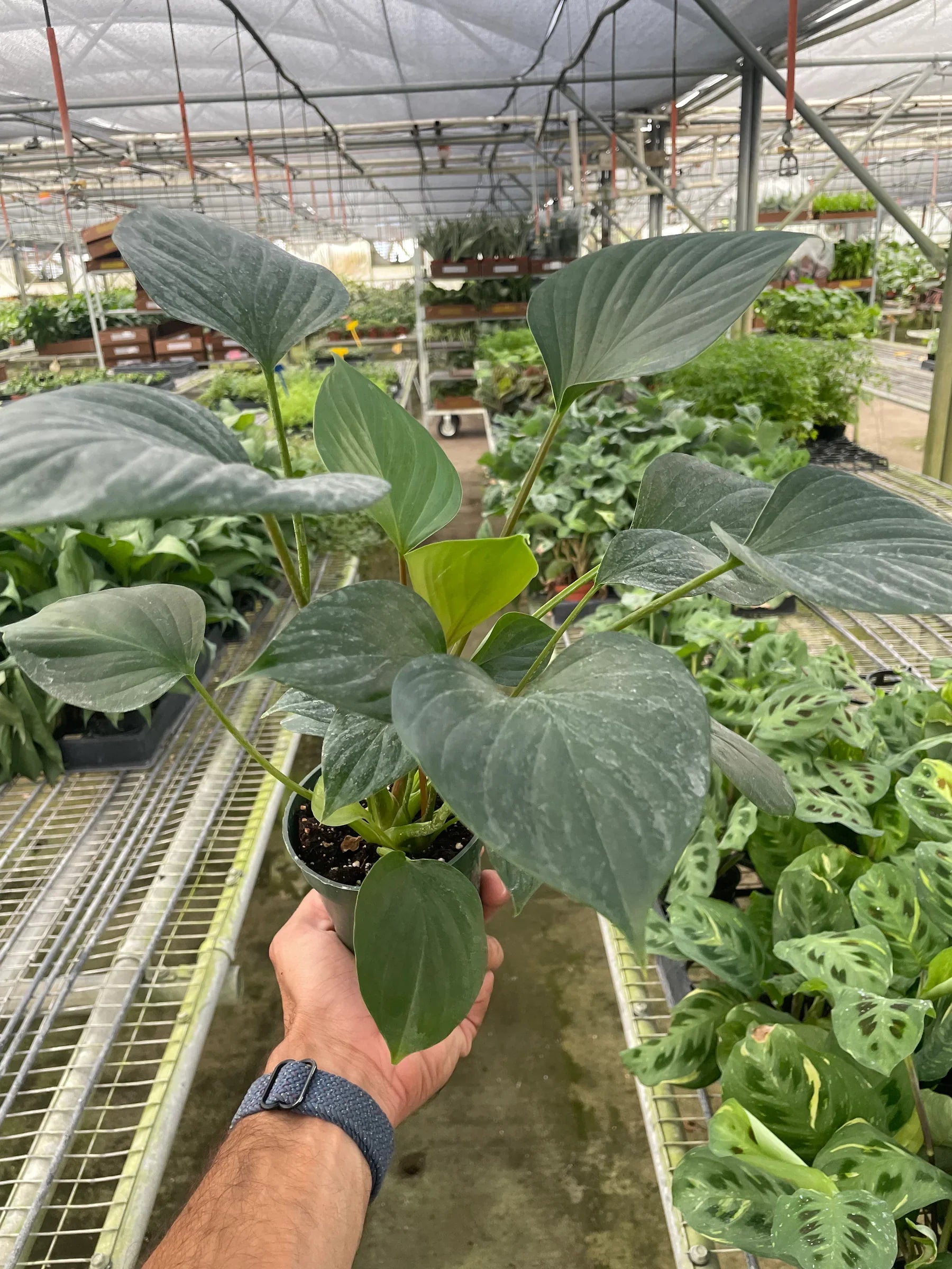 Homalomena 'Emerald Gem' - Holiday Corner