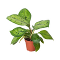Homalomena 'Selby' - Holiday Corner