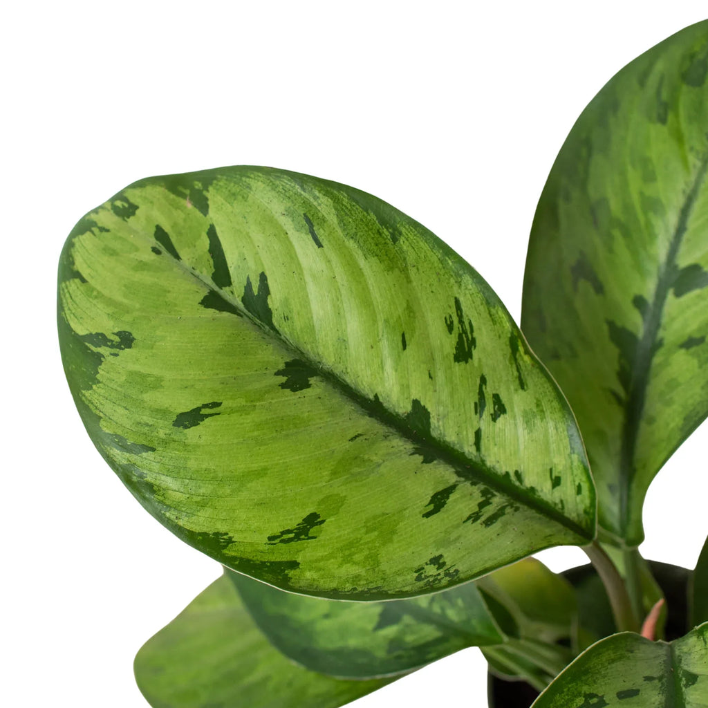 Homalomena 'Selby' - Holiday Corner
