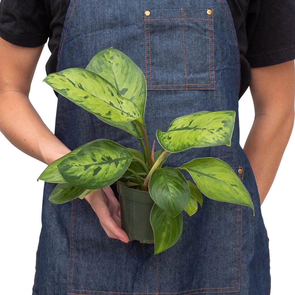 Homalomena 'Selby' - Holiday Corner