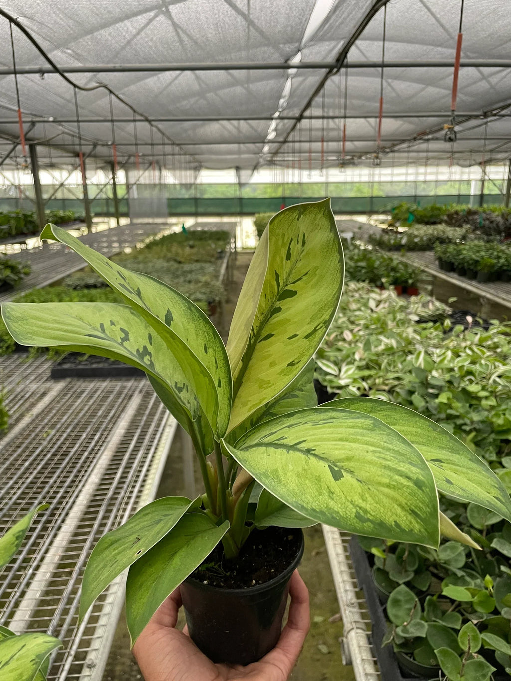 Homalomena 'Selby' - Holiday Corner