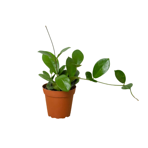 Hoya 'Australis' - Holiday Corner