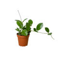 Hoya 'Australis' - Holiday Corner