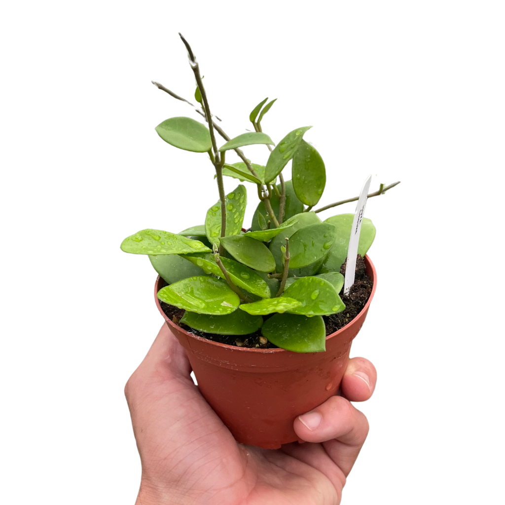 Hoya Bilobata - Holiday Corner