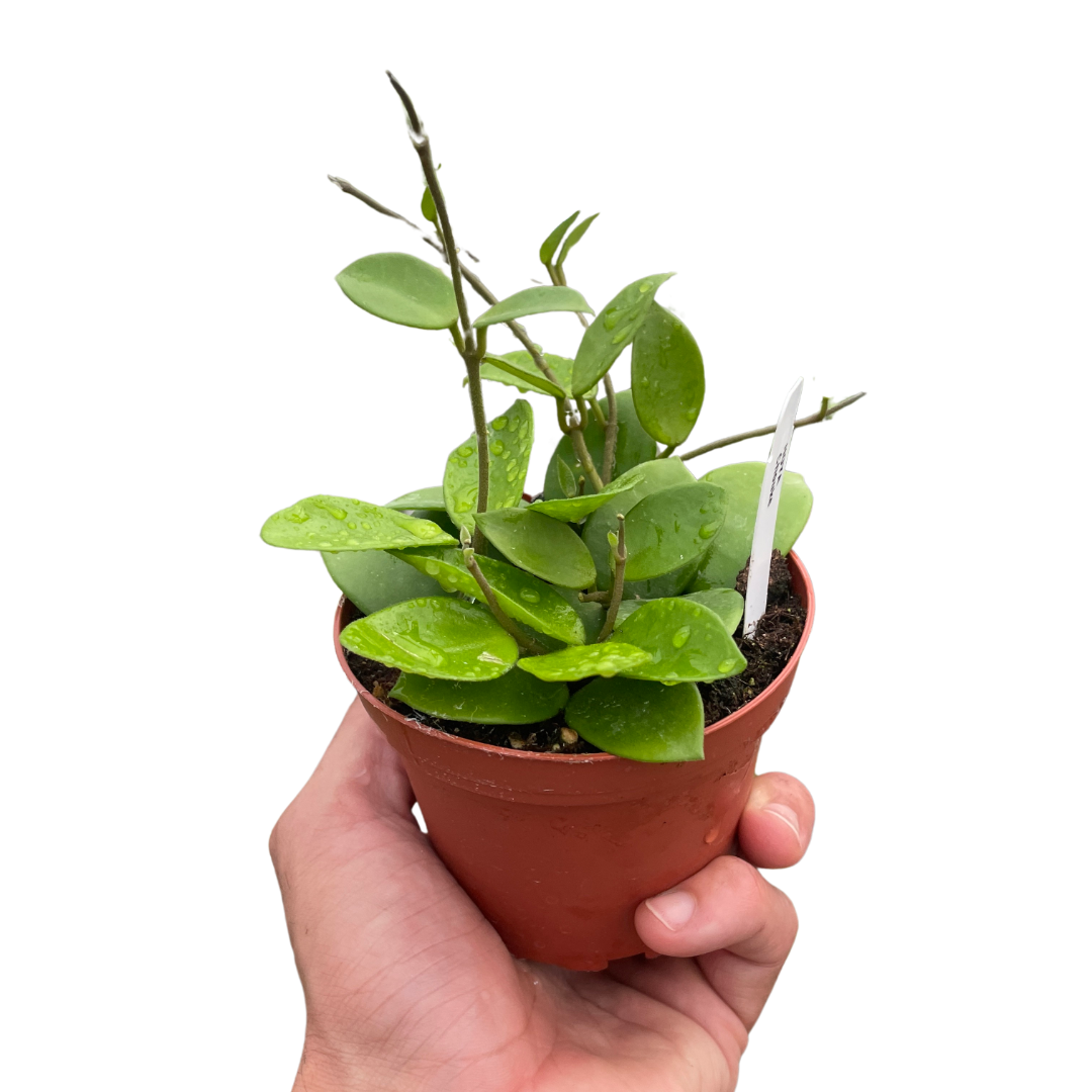 Hoya Bilobata - Holiday Corner