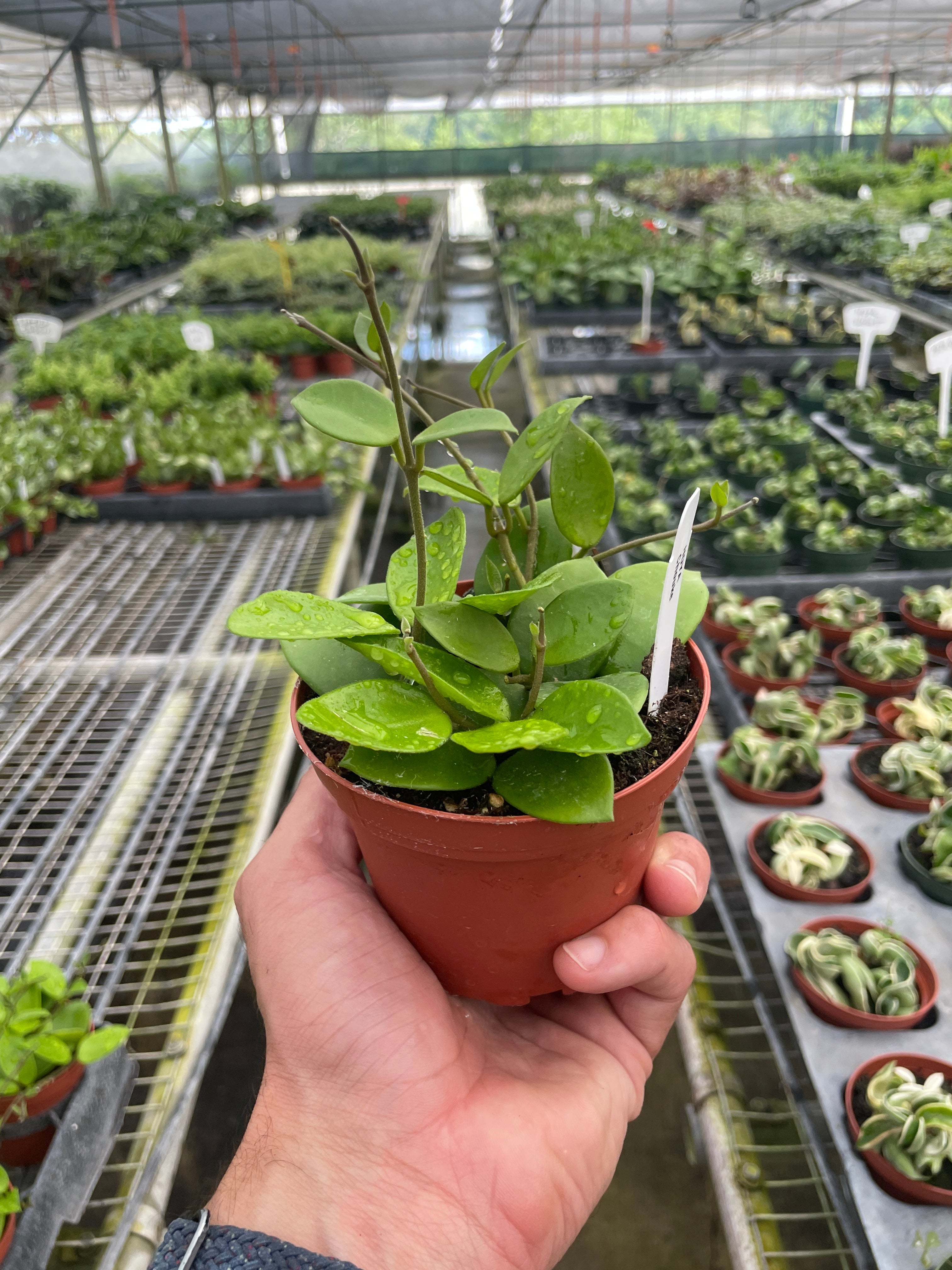 Hoya Bilobata - Holiday Corner