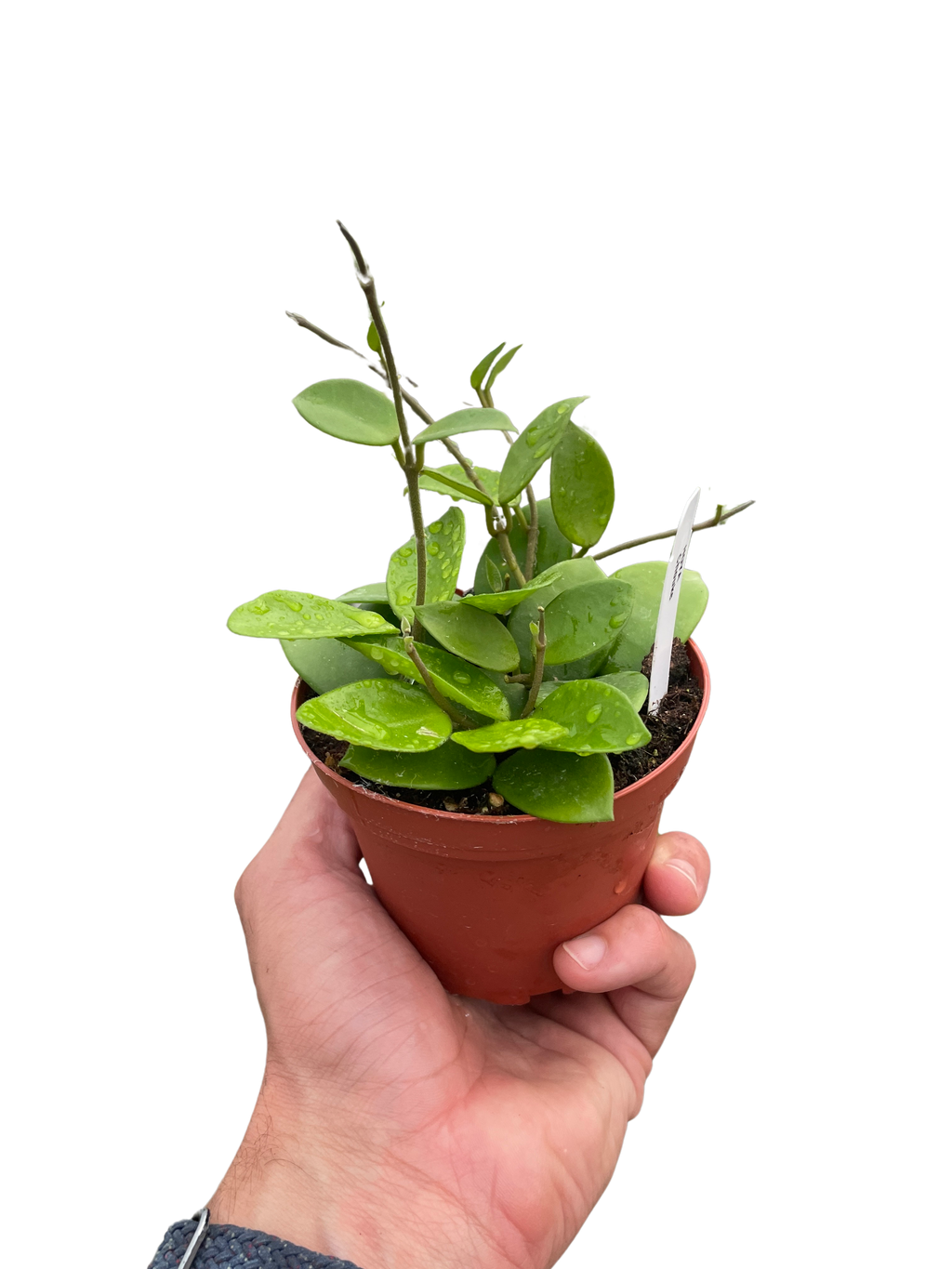 Hoya Bilobata - Holiday Corner